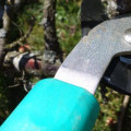 Tree Pruning and Trimming Services in Wellston, Ohio