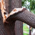 Tree Risk Assessment and Hazard Evaluation Services in Wellston, Ohio