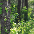 Forest Certification Consulting and Auditing Services in Wellston, Ohio