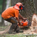 How Much Does It Cost to Cut Down a Tree in Ohio?