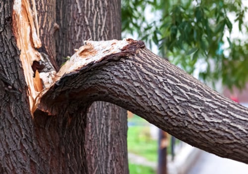 Tree Risk Assessment and Hazard Evaluation Services in Wellston, Ohio