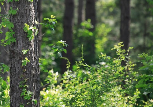 Forest Certification Consulting and Auditing Services in Wellston, Ohio