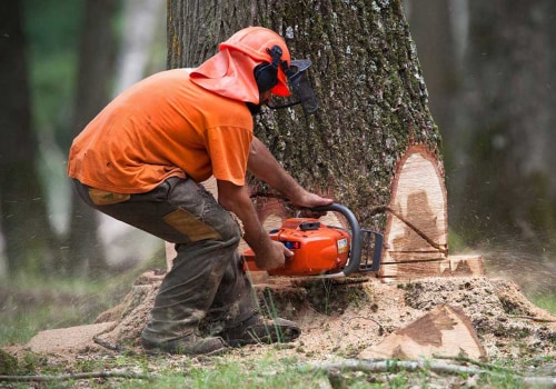 How Much Does It Cost to Cut Down a Tree in Ohio?
